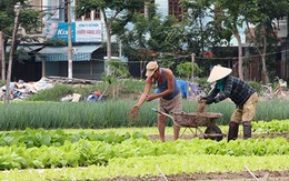 Trồng rau giữa phố gây ô nhiễm