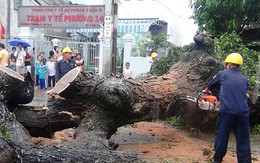 Cây còng cổ thụ bật gốc đè mái nhà dân