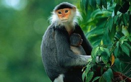 ​Thách thức trong việc bảo tồn các loài thú linh trưởng