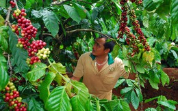 ​Mùa “di cư” của ngư dân