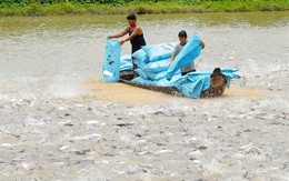 ​Sản xuất giống cá tra theo tiêu chuẩn VietGAP tại Đồng Tháp