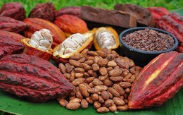 ​Flavanols trong cacao giúp cải thiện trí nhớ