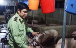 Đồng Nai: Bắt cơ sở bơm nước vào heo số lượng lớn