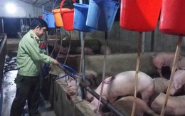 Phạt chủ cơ sở bơm nước vào heo hơn 17 triệu đồng