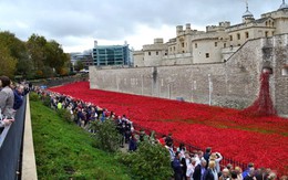 "Dòng sông hoa"  anh túc chảy rực đỏ London