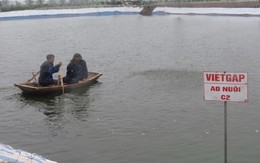 ​Nuôi tôm chân trắng theo quy trình VietGAP đạt hiệu quả cao