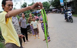 Rắn lục nhiều vì môi trường sống  bị thu hẹp