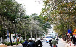 ​Hoa ban trắng trời Đà Lạt