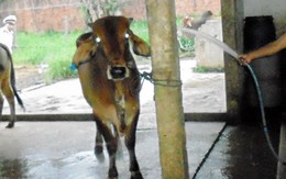 Kỷ luật 3 cán bộ thú y trong vụ bò bị bơm nước