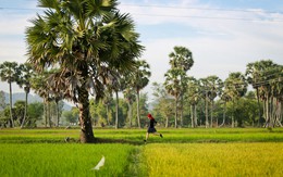 Nắng chiều