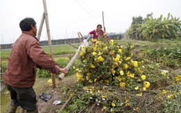 ​Hoa chất đống đầy đường vì mất giá