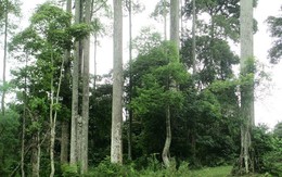​Thái Nguyên bảo tồn quần thể chò chỉ cổ thụ