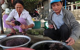 Tiến sĩ Chu Mạnh Trinh - tiến sĩ cua đá