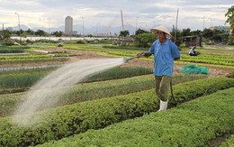 ​Nông dân Đà Nẵng thu lợi từ đất dự án treo