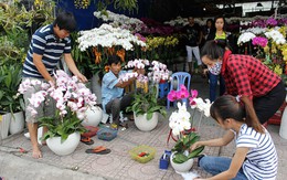 Điểm tin: Sôi động thị trường lan hồ điệp chưng Tết