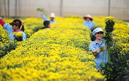 Hoa Đà Lạt đã sẵn sàng phục vụ Tết Ất Mùi 2015