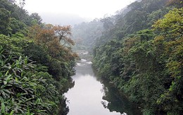 ​Cho thuê 700ha rừng nghiên cứu khoa học