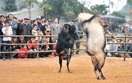 Xem dê đọ sừng đầu năm