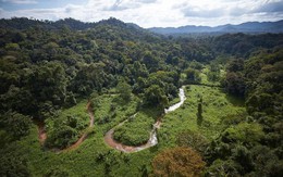 ​Phát hiện thành phố huyền thoại của thần khỉ ở Honduras