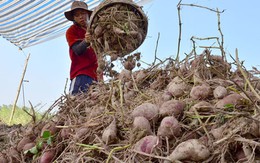 ​Ả-rập Xê-út cảnh báo nhiều loại nông sản, thực phẩm từ VN
