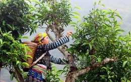​Tuyên Quang giảm nghèo nhờ chè Shan tuyết
