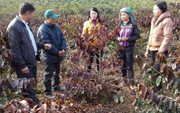 ​Đề xuất được hỗ trợ thiệt hại do sương muối