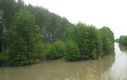 ​Cà Mau trồng rừng ven biển để hạn chế sạt lở