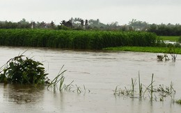 Lũ trái mùa tại Quảng Ngãi, hai người chết
