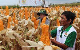 ​Sinh vật biến đổi gen, nên hay không?