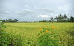 ​3 điều kiện chuyển đổi từ trồng lúa sang trồng cây hàng năm