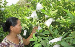 Ổi lê Đài Loan ở vườn 800 đồng/kg, Sài Gòn 15.000đ/kg