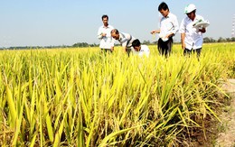 Nhiều doanh nghiệp “phá” hợp đồng ký kết với nông dân