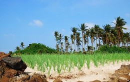 ​Hạn đến sớm, nguy cơ "vỡ" túi nước ngọt tại đảo Lý Sơn