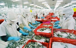 ​Thí điểm cấp chứng thư điện tử cho thủy sản sang EU
