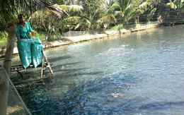 ​Giá cá lóc Trà Vinh giảm, người nuôi có nguy cơ thua lỗ