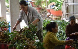 Nhãn Idor chuẩn bị xuất khẩu sang Anh