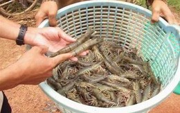 Thực phẩm, đồ uống bán thua dịp lễ năm trước