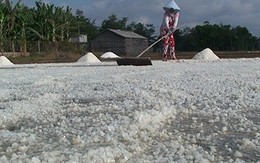 ​Sản lượng muối của Bến Tre tăng mạnh nhờ thời tiết thuận lợi