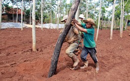 Chặt cà phê, lấp ao, phá sân patin lấy đất trồng tiêu