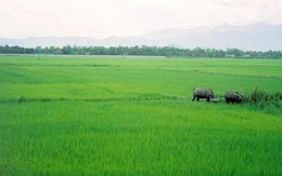 Lúa chất lượng thấp được nông dân chọn trồng nhiều