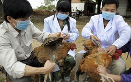 ​Khẩn cấp phòng chống cúm gia cầm lây sang người