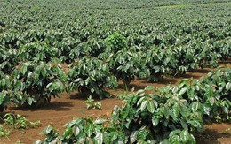 ​Gỡ nút thắt tín dụng cho tái canh cây cà phê