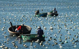​Tháo dỡ 15.000 bẫy tôm hùm con trái phép tại biển Phan Thiết