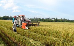 ​Hà Nội thêm điểm sản xuất lúa hàng hóa chất lượng cao