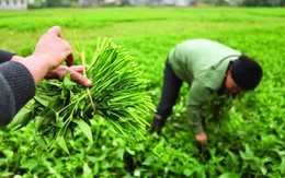 ​Ngọt giòn rau muống Xứ Đoài