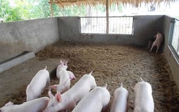​Tiếp cận với quy trình chăn nuôi tốt