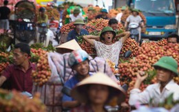 Thấp thỏm mùa vải: "​bán vải như đi cầu may”