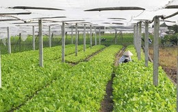 Khuyến khích doanh nghiệp đầu tư vào nông nghiệp