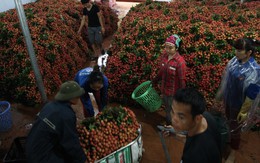Bọc vải bằng “màng sinh học” để dành được cả tháng