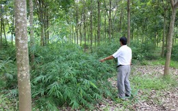 Quy hoạch rồi bỏ đó